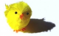 Niet assertief vogeltje Niet assertief vogeltje
